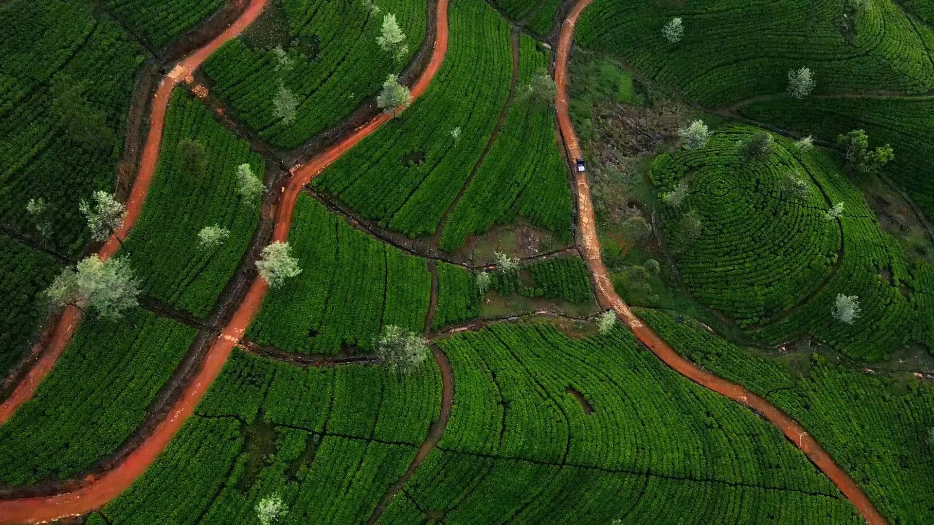 Tea Plantation